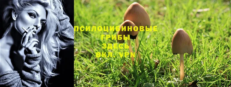 Галлюциногенные грибы Psilocybe  Истра 